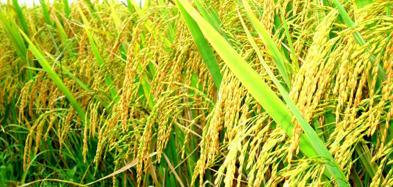 Harvesting rice from the field